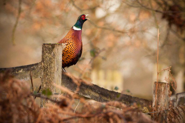 What Does Pheasant Taste Like? All You Need To Know